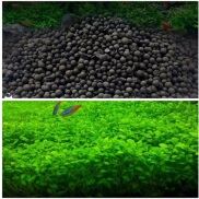 Cỏ trân châu ngọc trai & Set 500gram phân nền thủy sinh