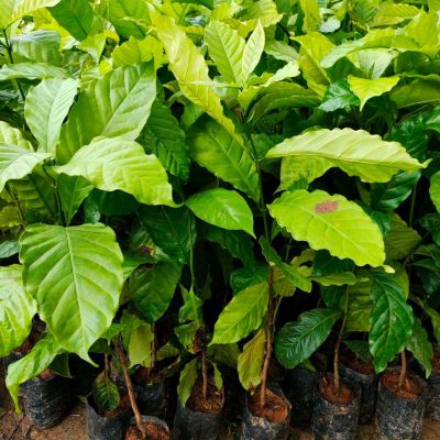 ต้นกาแฟโรบัสต้าพันธุ์ชุมพร84-4 ต้นพันธุ์กาแฟ ก้านยาว ผลดก ให้ผลผลิตใว ต้นสูง60-70cm. (3ต้น/1ชุด)