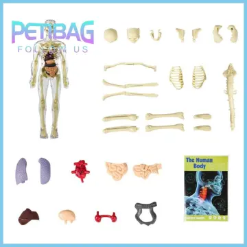Shop Female Pelvis Anatomy with great discounts and prices online - Jan  2024