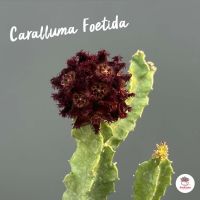 เก๋งจีน Caralluma Foetida แคคตัส กระบองเพชร cactus&amp;succulent
