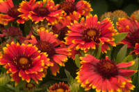 เมล็ด เดือนฉาย เกลาเดีย เกลลาเดียร์ Blanket Flower Gailardia 200เมล็ด ซองละ 29 บาท