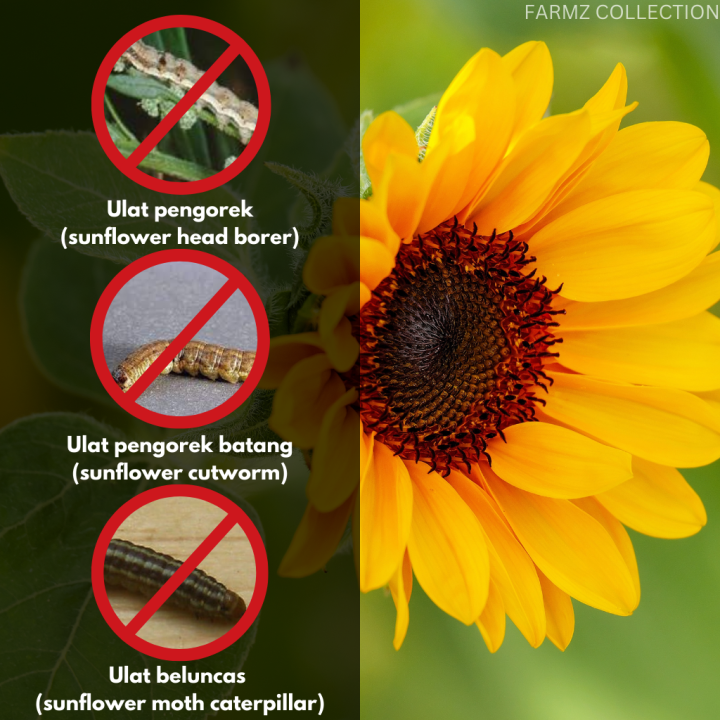 Produk Anti Serangga untuk Tanaman Bunga Matahari (Sunflower
