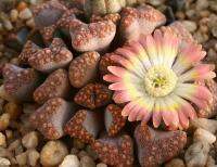 พร้อมชุดเพาะ + อัญมณีแห่งทะเลทราย Titanopsis hugo schlechterii 5 seeds