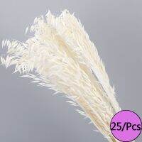 ซื้อ4แถม1หญ้าธรรมชาติ Pampas ดอกไม้แห้งพรีเมี่ยมหางกระต่ายหญ้าช่อดอกไม้แห้งปาร์ตี้งานแต่งงานดอกไม้ประดิษฐ์ต้นไม้ประดับ