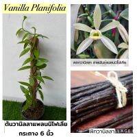 ต้นวานิลลา กระถาง 6 นิ้ว สายพันธุ์แพลนนิโฟเลีย (Planifolia Vanilla Orchid Plant) ความยาวเถา 50 ซม.ขึ้นไป แทงรากสมบูรณ์แล้ว