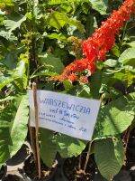 วอร์ซีวิคเซีย Chaconia/Wild Poinsettia/Pride of Trinidad and Tobago/Warszewiczia  สูง 1เมตร ในกระถาง10นิ้ว