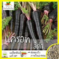 เมล็ดพันธุ์ แครอท สีดำ 100 เมล็ด Black Nebula Carrot Seed เมล็ดพันธุ์แท้ นำเข้าจากต่างประเทศ ปลูกผัก สวนครัว ถูกดี โตไว