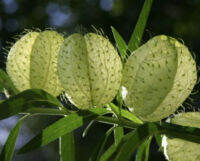 เมล็ดพันธุ์หงส์เหิน หงส์เหิร หรือบอลลูน (Balloon plant) / ซอง 25 เม็ด