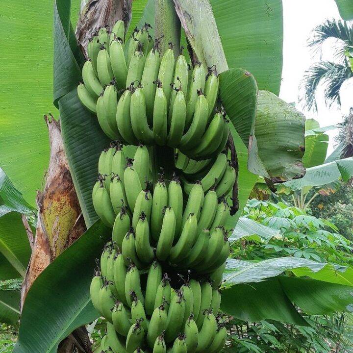 Pisang Montel / Cavendish Banana (Musa acuminata Cavendish Subgroup ...