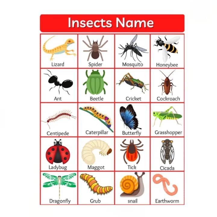 Insects, Laminated Educational Charts For Kids And Learners 