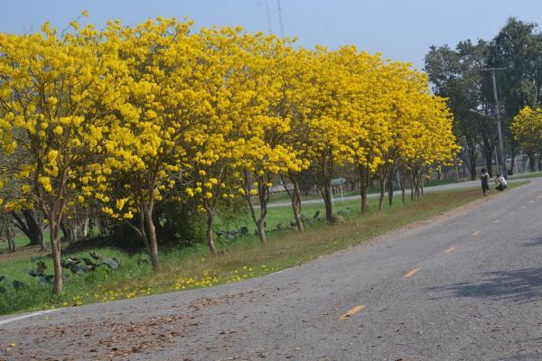 ต้นพันธุ์เหลืองเชียงราย-ออกดอกสีเหลืองบานสะพรั่ง-สวยงามมาก-ถุงดำ-59-บาท