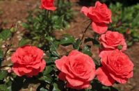 30 เมล็ด เมล็ดพันธุ์ Seeds  กุหลาบพวง Floribunda Rose Seeds สีส้ม ดอกหอม นำเข้าจากต่างประเทศ พร้อมคู่มือ เมล็ดสด ใหม่