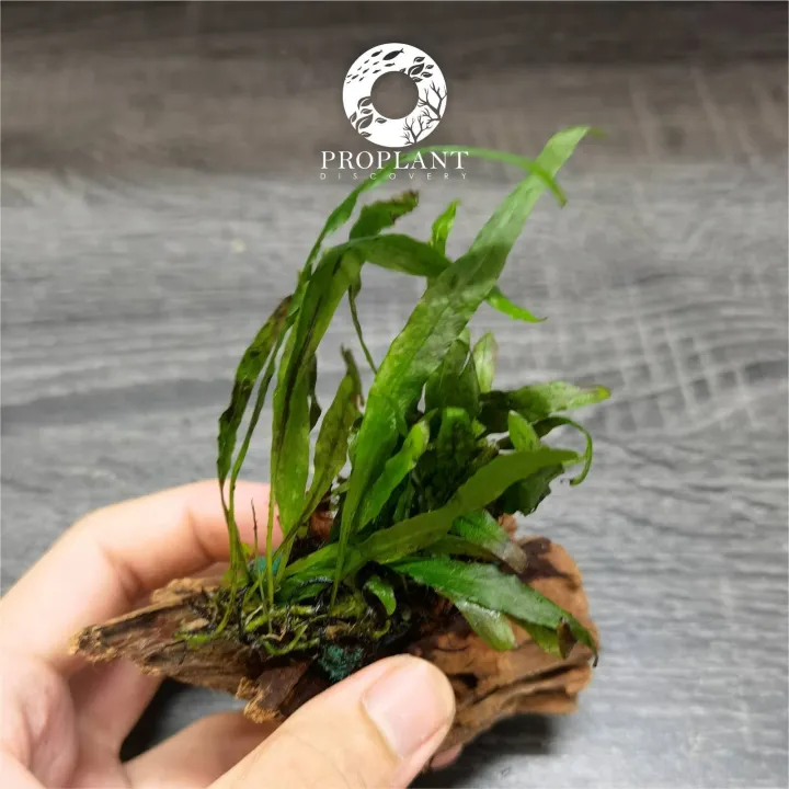 🔥No Co2🔥 Microsorum Pteropus Narrow Leaf Java Fern ( Low Tech Plant ...
