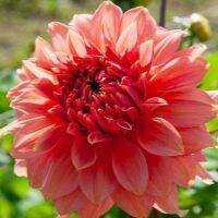 1 หัว/ออเดอร์ รักเร่ Dahlia Bulbs สายพันธุ์ Fairway Spur หัวรักเร่ ดอกไม้ หัวหน่อ เหง้า นำเข้า เนเธอร์แลน หัวสดใหม่