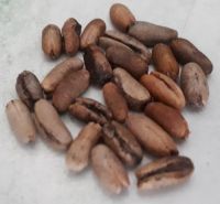 10 เมล็ด เมล็ดพันธุ์ Garden Seeds อินทผาลัม (Date palm) จากต้นเพาะเนื้อเยื้อ สายพันธุ์ โคไนซี่