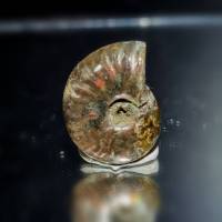 ฟอสซิลแอมโมไนต์ (Ammonite fossil)