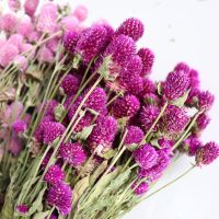 About 100g Dry globe amaranth Dry flower Gomphrena Pink purple beige dry flower bouquet Home decoration bouquet DIY dried flower