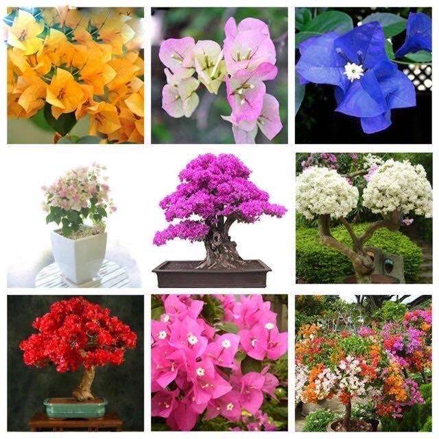 Bougainvillea bonsai seeds Lazada PH