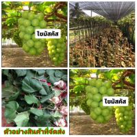 (vาย กิ่งพันธุ์) ต้น กิ่ง กิ่งตอน องุ่นไซมัสคัส องุ่น ต้นองุ่น grape vine ไซมัสคัส ไซน์มันแคท ไซมัสแคท grape องุ่นไชน์มัสแคท Shine Muscat