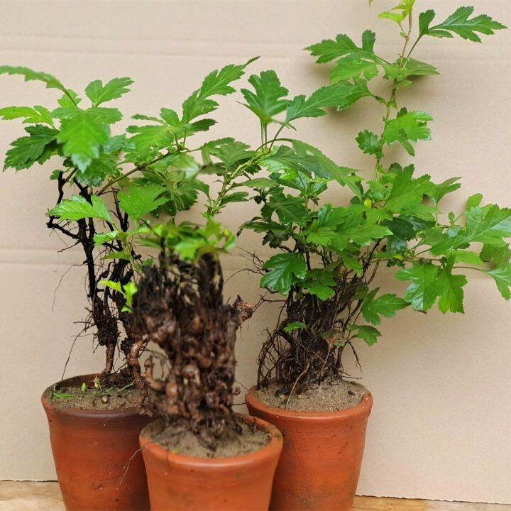 cod-elm-bonsai-tree-pile-leaf-old-pile