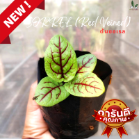 ต้นกล้าซอเรล ออร์แกนิค Organic Sorrel (Red Veined)  ซอเรล ในถุงดำ 5 นิ้ว รากแข็งแรง ต้นแข็งแรง พร้อมปลูก การันตีคุณภาพ พร้อมปลูกและเด็ดใบทานได้