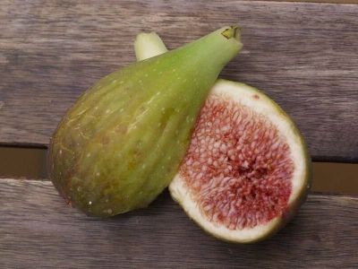 10 เมล็ด เมล็ดมะเดื่อฝรั่ง Figs สายพันธุ์ Longue d Aout ของแท้ 100% มะเดื่อฝรั่ง หรือ ลูกฟิก (Fig) อัตรางอก 70-80% Figs seeds มีคู่มือวิธีปลูก