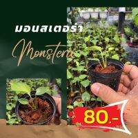 (promotion++) แพ๊ค10ต้น กล้ามอนสเตอร่าพันธุ์ไจแอนท์ ไม่ต้องเพาะเองส่งตรงจากสวน monstera giant แข็งแรง พร้อมส่ง สุดคุ้มม ต้นไม้ ฟอก อากาศ กระถาง ต้นไม้ ไม้ ประดับ ต้นไม้ ปลูก ใน บ้าน