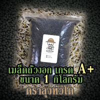 เมล็ดถั่วงอก ถั่วเขียวผิวดำ ถั่วแขก สำหรับปลูกถั่วงอกโดยเฉพาะ (Black matpe beans) ขนาด 1 กิโลกรัม