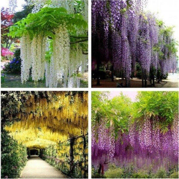 Philippines Ready Stock 20 Pcs Wisteria Sinensis Seeds Wisteria Flowers