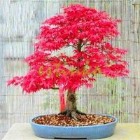 50 เมล็ด เมล็ดพันธ์ เมเปิลแดง ญี่ปุ่น Japanese Red Maple Seeds ต้นเมเปิลญี่ปุ่น ก่วมแดง ต้นเมเปิล Maple ใบเมเปิล สีแดง ฤดูใบไม้ร่วง ไม้ผลัดใบ ต้นไม้และเมล็ดพันธุ์ บอนไซ เมเปิ้ลแดงญี่ปุ่น บอนไซญี่ปุ่น