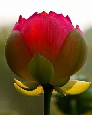 5 เมล็ด เมล็ดบัว ดอกสีแดง เข้ม ดอกเล็ก พันธุ์แคระ จิ๋ว  ของแท้ 100% เมล็ดพันธุ์บัวดอกบัว ปลูกบัว เม็ดบัว สวนบัว บัวอ่าง Lotus seeds.