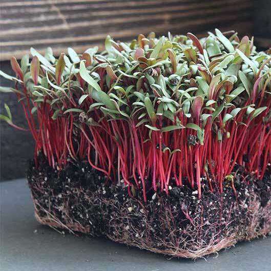 Swiss Chard Ruby Red Seeds Sprouting MICROGREENS/Full Grown plants ...