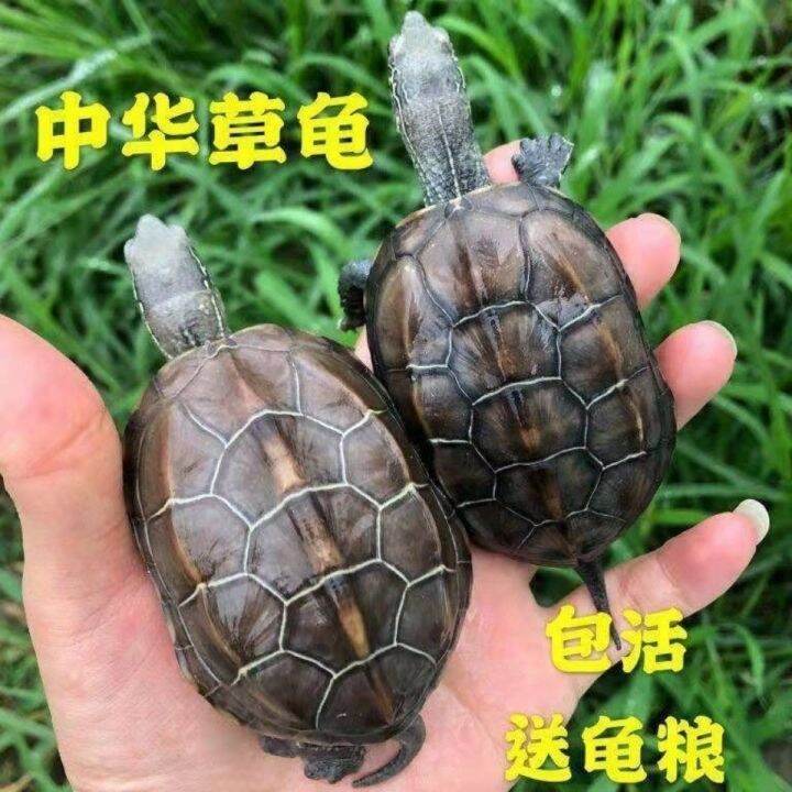 Chinese tortoises live small turtles live outside the pond, longlived