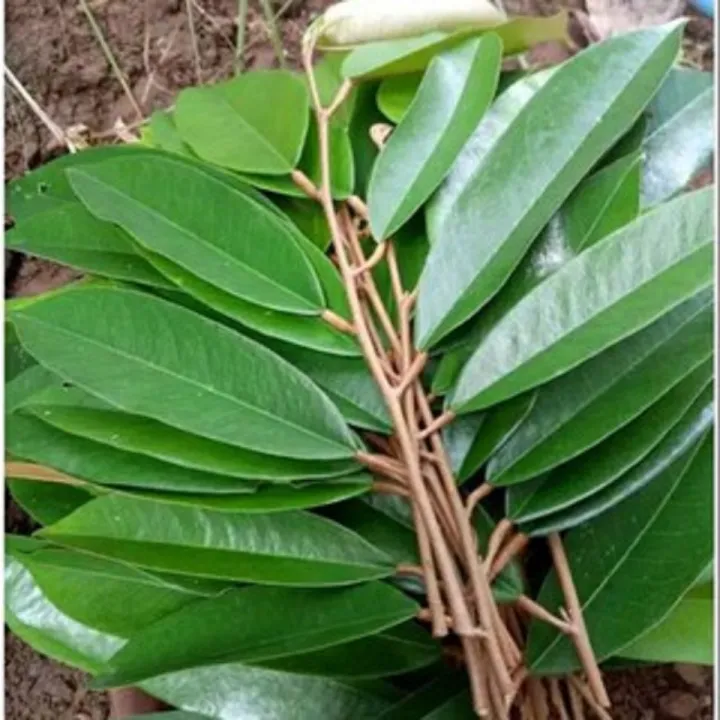 10 Entres Mata Tunas Durian Bawor/Montong Pucukan super Lazada Indonesia