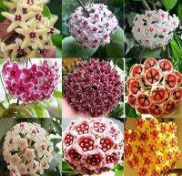 20 เมล็ดพันธุ์ Garden Seeds โฮย่า กล้วยไม้โฮย่า สกุลนมตำเลีย (Hoya) มีดอกหอม ให้ดอกตลอดปี ชอบแสงแดดครึ่งวัน อากาศถ่ายเท อัตราการงอกสูง 80-85%