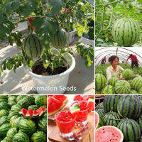 ปลูกง่าย ปลูกได้ทั่วไทย ของแท้ 100% 30pcs เมล็ดพันธุ์แตงโม Watermelon Seeds Sweet and Delicious Bonsai Fruit Seed คุณค่าทางโภชนาการที่ดีต่อสุขภาพและสูง เมล็ดพันธุ์ผลไม้ ต้นบอนไซ ไม้ประดับ พันธุ์ไม้ผล ระเบียงชมวิว Plants เมล็ด คุณภาพดี ราคาถูก