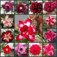 12 เมล็ด เมล็ดพันธุ์ ชวนชม สายพันธุ์ฮอลแลนด์ คละสี Adenium Seeds กุหลาบทะเลทราย Desert Rose ราชินีบอนไซ อัตรางอก 80-90% มีคู่มือปลูก