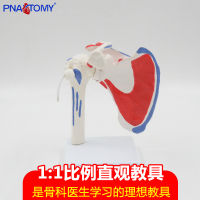 Spot parcel post Shoulder Joint Model Detachable Flexible Belt Muscle Start and Stop Orthopedic Fitness Yoga Teaching Demonstration Props