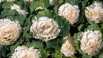 50 เมล็ดพันธุ์ Bonsai กะหล่ำประดับ (Ornamental Cabbage) Cabbage flower Seed มีคู่มือพร้อมปลูก อัตรางอก 80-85%