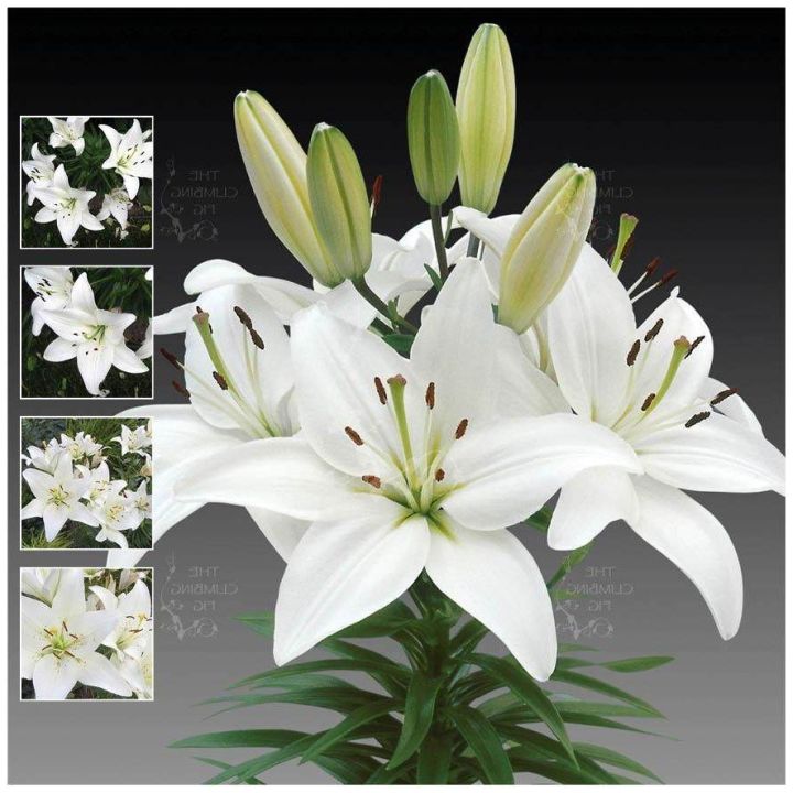 20-เมล็ดพันธุ์-ต้นดอกลิลลี-ดอกลิลลี่-lily-seeds-lilies-lilium-spp-เป็นดอกไม้-ที่แทนสัญลักษณ์แห่งความรัก-อัตราการงอกสูง-70-80