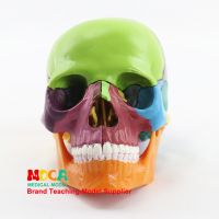 Medicine detachable 15 parts 1:2 body color skull model head skull MTG015 medical teaching