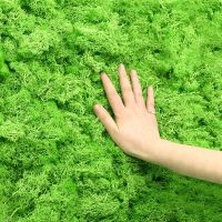 【CC】 Plantas verdes artificiales hierba de musgo vida eterna decoración jardín sala estar paisaje flor falsa manualidades DIY 40g