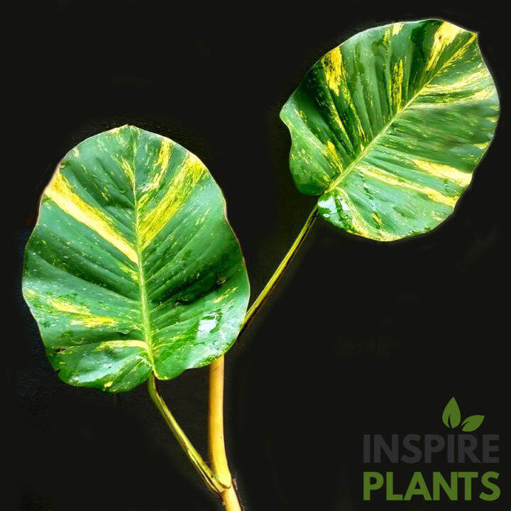 inspire-plants-พลูด่างยักษ์-giant-golden-pothos-ใบสวยมาก-มีทั้งแบบกิ่ง-ต้นใบเล็ก-ต้นใบใหญ่-เลื้อยยิ่งสูงยิ่งใบใหญ่และฉีก