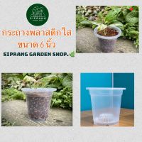 ☜กระถางพลาสติกใส ขนาด 6 นิ้ว Siprang Garden Shop  ✵