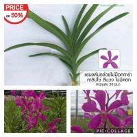 แขนงกล้วยไม้ม็อคคาร่า คาลิปโซ่ สีม่วง (Mokara Purple Calypso Plant) Sale Price ลดราคาค่ะ