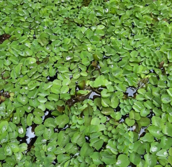 Aquatic Water plants Salvinia Ear Shaped Asian Water Spangles Water ...