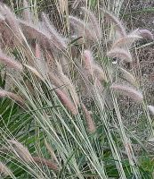 ขายส่ง 1,000 เมล็ด เมล็ดหญ้าน้ำพุสีทอง fountain grass หญ้าเม็กซิกัน หญ้าแดง หญ้าประดับ พืชคล้ายหญ้า หญ้า จัดสวน แต่งสวน