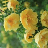 เมล็ดกุหลาบเลื้อยสีเหลือง - Yellow Climbing rose 30 เมล็ด