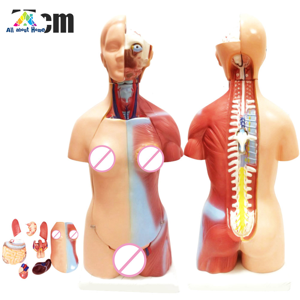 Gebuter 4D Anatomical Assembly Model of Human Organs for Teaching Education School 