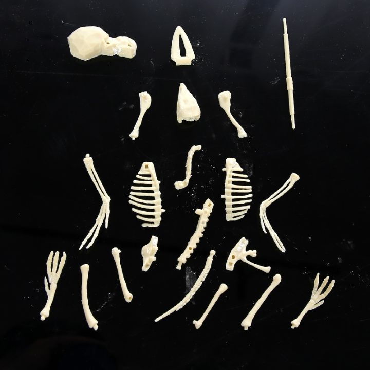 archaeological-dig-fossilized-dinosaur-bones-bones-gypsum-model-toys-assembled-diy-craft-tyrannosaurus-rex-triceratops
